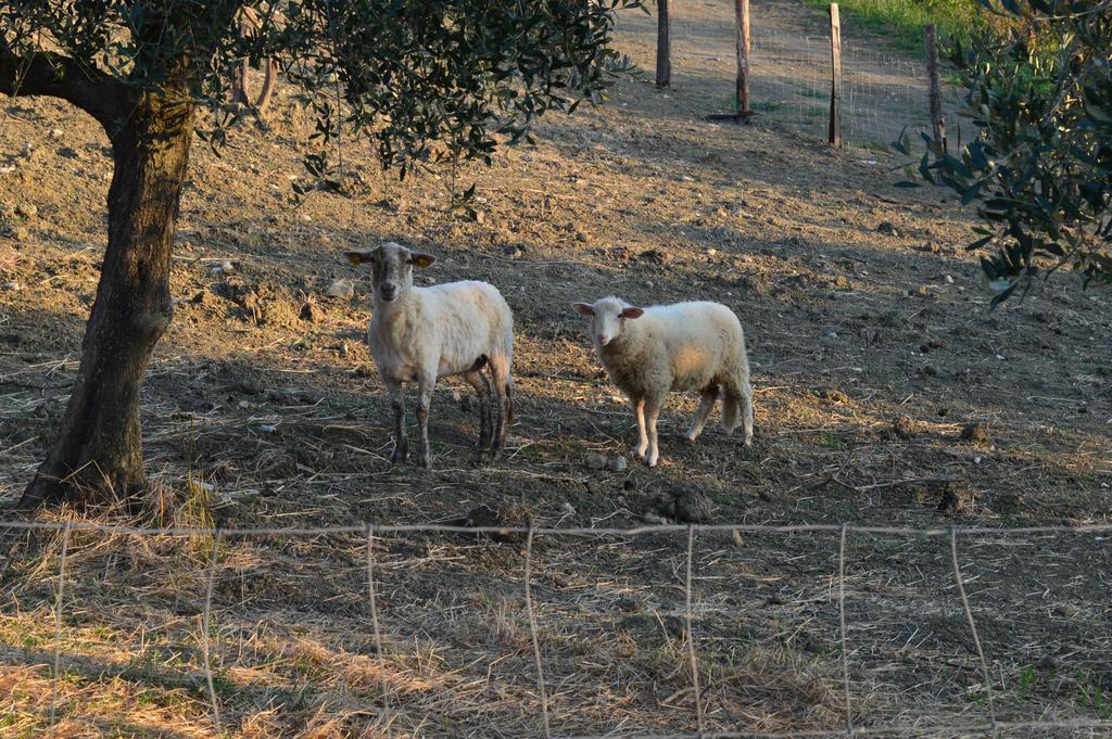 Podere Lesignano Vila San Marino Exterior foto